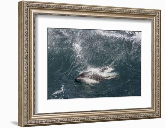 Adult Peale's Dolphin in Heavy Seas Near New Island Nature Reserve, Falkland Islands-Michael Nolan-Framed Photographic Print