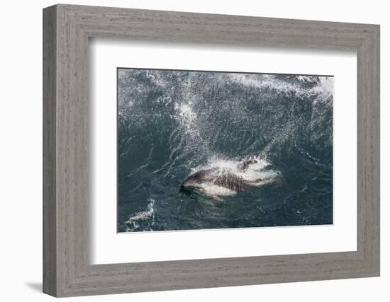 Adult Peale's Dolphin in Heavy Seas Near New Island Nature Reserve, Falkland Islands-Michael Nolan-Framed Photographic Print