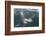 Adult Peale's Dolphin in Heavy Seas Near New Island Nature Reserve, Falkland Islands-Michael Nolan-Framed Photographic Print