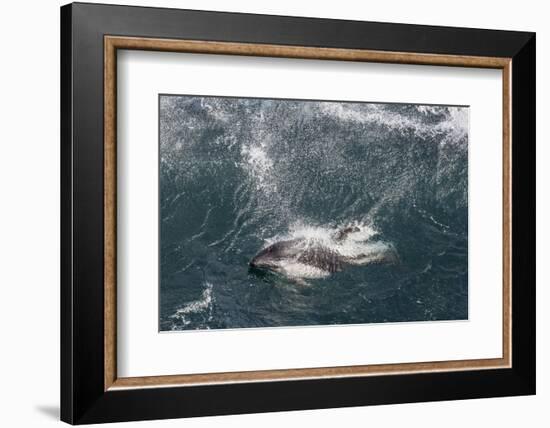 Adult Peale's Dolphin in Heavy Seas Near New Island Nature Reserve, Falkland Islands-Michael Nolan-Framed Photographic Print