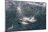 Adult Peale's Dolphin in Heavy Seas Near New Island Nature Reserve, Falkland Islands-Michael Nolan-Mounted Photographic Print