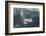 Adult Peale's Dolphin in Heavy Seas Near New Island Nature Reserve, Falkland Islands-Michael Nolan-Framed Photographic Print