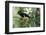 Adult Plush-Crested Jay (Cyanocorax Chrysops), in Iguazu Falls National Park, Misiones, Argentina-Michael Nolan-Framed Photographic Print