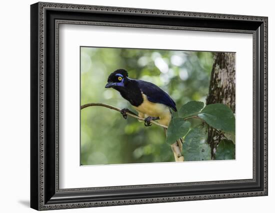 Adult Plush-Crested Jay (Cyanocorax Chrysops), in Iguazu Falls National Park, Misiones, Argentina-Michael Nolan-Framed Photographic Print