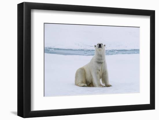 Adult polar bear (Ursus maritimus) cleaning its fur from a recent kill on ice-Michael Nolan-Framed Photographic Print