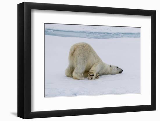 Adult polar bear (Ursus maritimus) cleaning its fur from a recent kill on ice-Michael Nolan-Framed Photographic Print