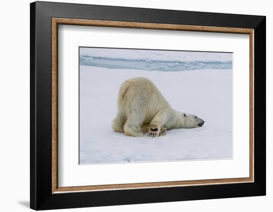 Adult polar bear (Ursus maritimus) cleaning its fur from a recent kill on ice-Michael Nolan-Framed Photographic Print