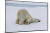 Adult polar bear (Ursus maritimus) cleaning its fur from a recent kill on ice-Michael Nolan-Mounted Photographic Print