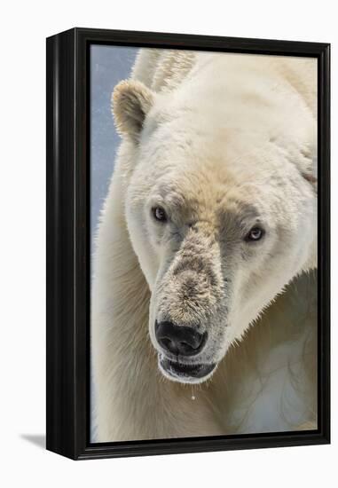 Adult Polar Bear (Ursus Maritimus) Close Up Head Detail-Michael Nolan-Framed Premier Image Canvas