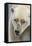 Adult Polar Bear (Ursus Maritimus) Close Up Head Detail-Michael Nolan-Framed Premier Image Canvas