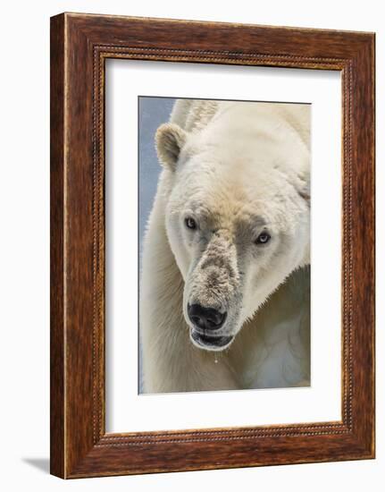 Adult Polar Bear (Ursus Maritimus) Close Up Head Detail-Michael Nolan-Framed Photographic Print