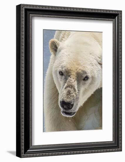 Adult Polar Bear (Ursus Maritimus) Close Up Head Detail-Michael Nolan-Framed Photographic Print