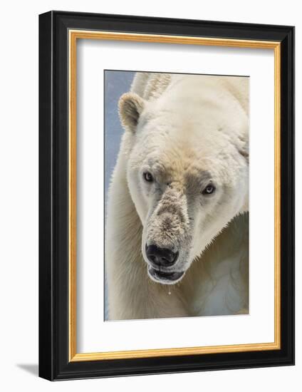 Adult Polar Bear (Ursus Maritimus) Close Up Head Detail-Michael Nolan-Framed Photographic Print