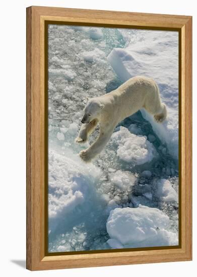 Adult Polar Bear (Ursus Maritimus) on Ice Floe-Michael-Framed Premier Image Canvas