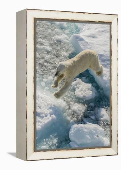 Adult Polar Bear (Ursus Maritimus) on Ice Floe-Michael-Framed Premier Image Canvas