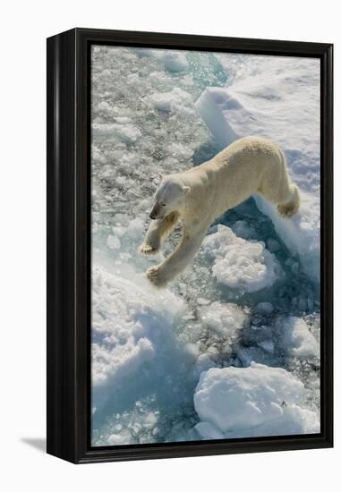 Adult Polar Bear (Ursus Maritimus) on Ice Floe-Michael-Framed Premier Image Canvas