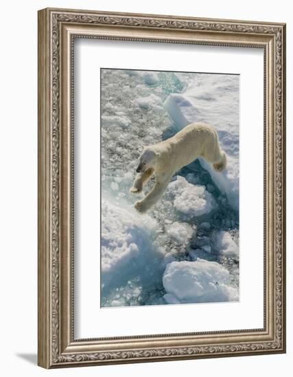 Adult Polar Bear (Ursus Maritimus) on Ice Floe-Michael-Framed Photographic Print