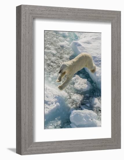 Adult Polar Bear (Ursus Maritimus) on Ice Floe-Michael-Framed Photographic Print