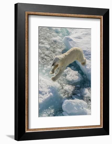 Adult Polar Bear (Ursus Maritimus) on Ice Floe-Michael-Framed Photographic Print