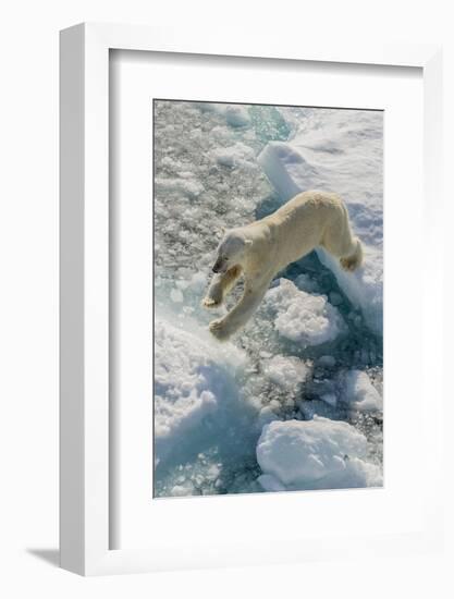 Adult Polar Bear (Ursus Maritimus) on Ice Floe-Michael-Framed Photographic Print