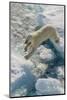 Adult Polar Bear (Ursus Maritimus) on Ice Floe-Michael-Mounted Photographic Print