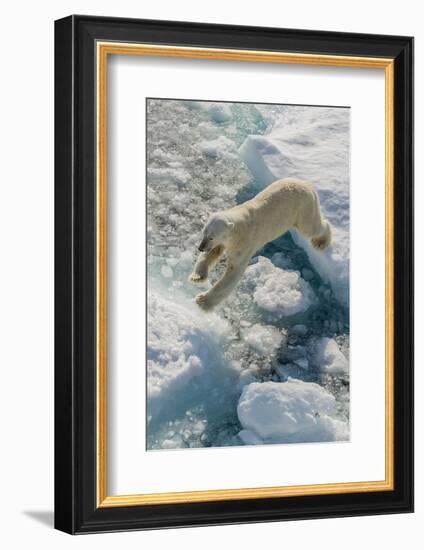 Adult Polar Bear (Ursus Maritimus) on Ice Floe-Michael-Framed Photographic Print