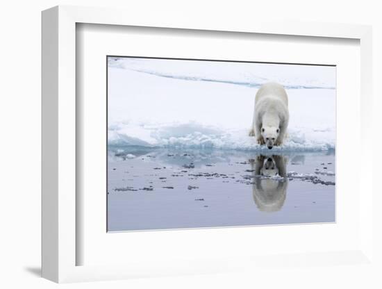 Adult polar bear (Ursus maritimus), reflected in the sea on ice near Ellesmere Island, Nunavut-Michael Nolan-Framed Photographic Print