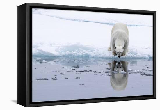 Adult polar bear (Ursus maritimus), reflected in the sea on ice near Ellesmere Island, Nunavut-Michael Nolan-Framed Premier Image Canvas