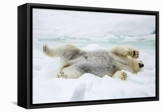 Adult polar bear (Ursus maritimus) stretching on first year sea ice in Olga Strait-Michael Nolan-Framed Premier Image Canvas