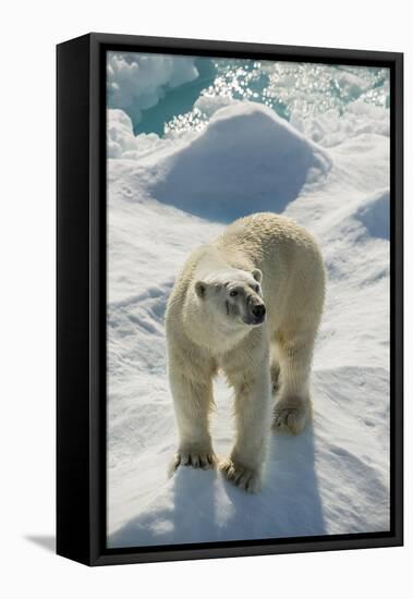 Adult Polar Bear (Ursus Maritimus)-Michael Nolan-Framed Premier Image Canvas