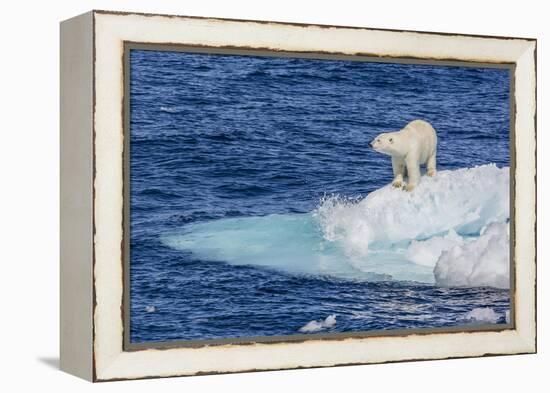 Adult Polar Bear (Ursus Maritimus)-Michael Nolan-Framed Premier Image Canvas