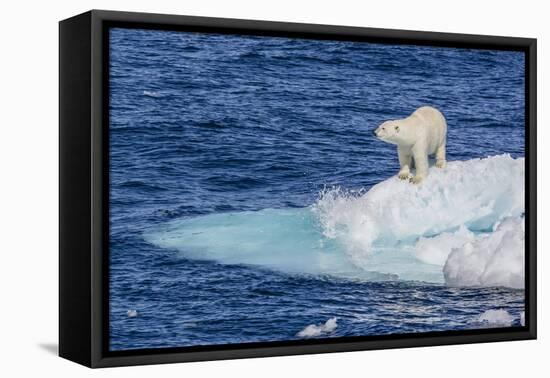 Adult Polar Bear (Ursus Maritimus)-Michael Nolan-Framed Premier Image Canvas