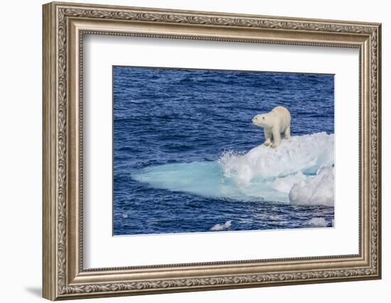 Adult Polar Bear (Ursus Maritimus)-Michael Nolan-Framed Photographic Print