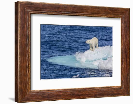 Adult Polar Bear (Ursus Maritimus)-Michael Nolan-Framed Photographic Print