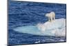 Adult Polar Bear (Ursus Maritimus)-Michael Nolan-Mounted Photographic Print