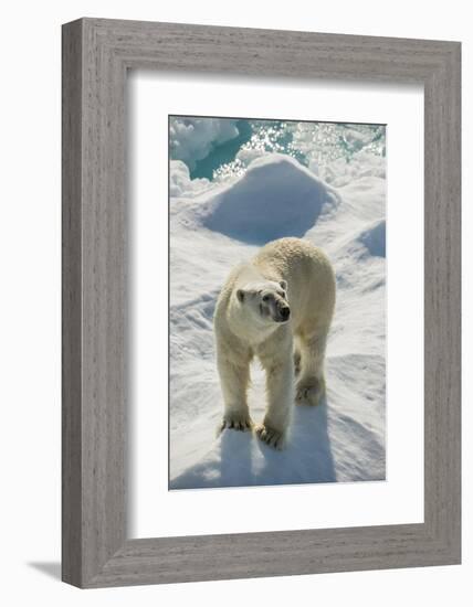 Adult Polar Bear (Ursus Maritimus)-Michael Nolan-Framed Photographic Print