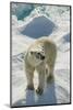 Adult Polar Bear (Ursus Maritimus)-Michael Nolan-Mounted Photographic Print