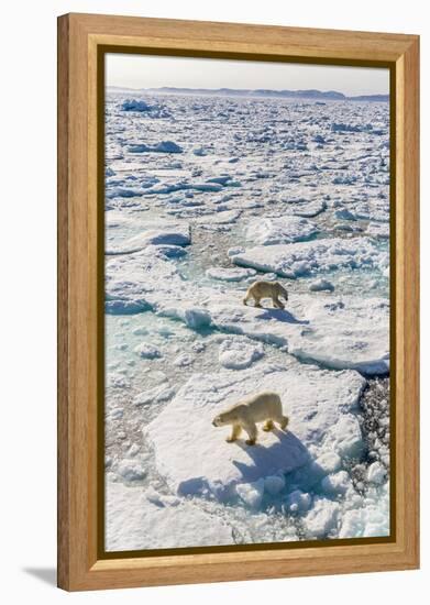 Adult Polar Bears (Ursus Maritimus)-Michael-Framed Premier Image Canvas