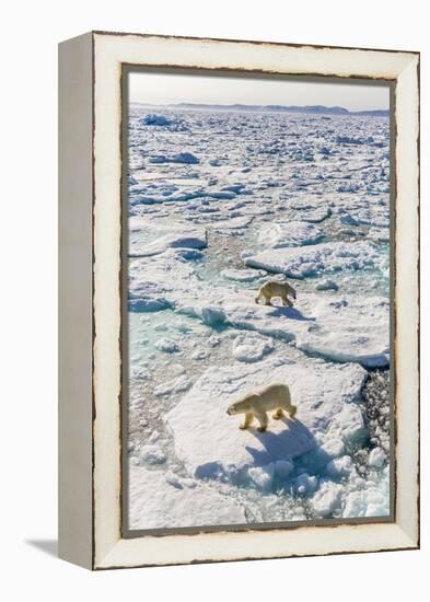 Adult Polar Bears (Ursus Maritimus)-Michael-Framed Premier Image Canvas