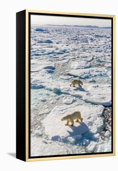 Adult Polar Bears (Ursus Maritimus)-Michael-Framed Premier Image Canvas