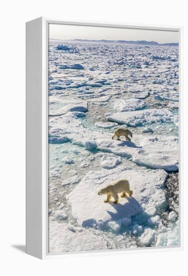 Adult Polar Bears (Ursus Maritimus)-Michael-Framed Premier Image Canvas