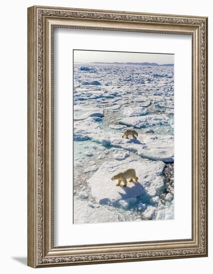 Adult Polar Bears (Ursus Maritimus)-Michael-Framed Photographic Print