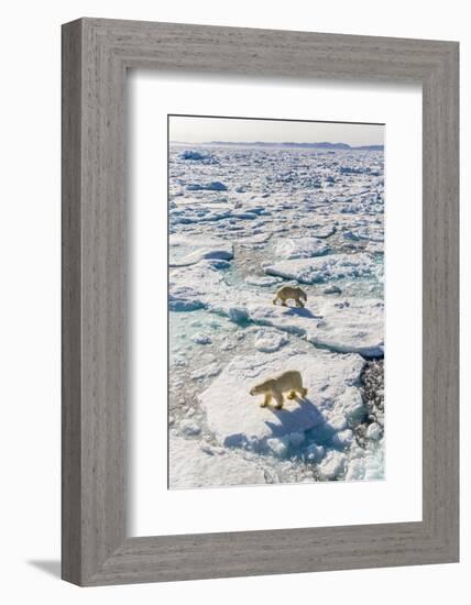 Adult Polar Bears (Ursus Maritimus)-Michael-Framed Photographic Print