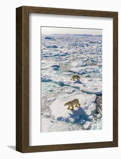 Adult Polar Bears (Ursus Maritimus)-Michael-Framed Photographic Print