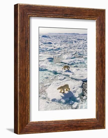 Adult Polar Bears (Ursus Maritimus)-Michael-Framed Photographic Print