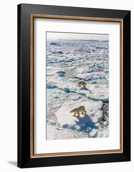 Adult Polar Bears (Ursus Maritimus)-Michael-Framed Photographic Print