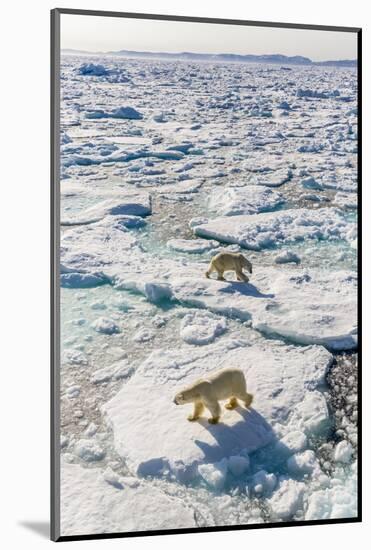 Adult Polar Bears (Ursus Maritimus)-Michael-Mounted Photographic Print