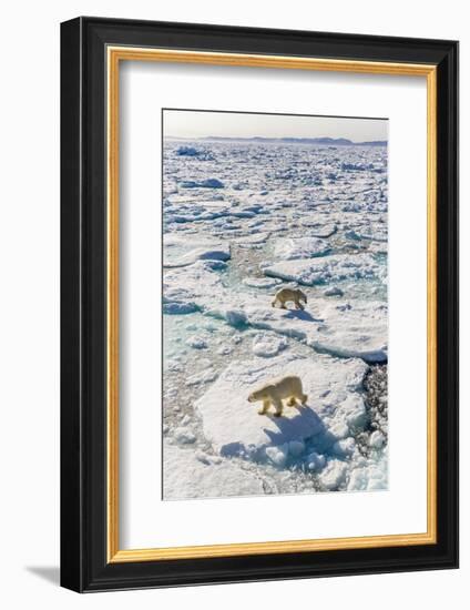 Adult Polar Bears (Ursus Maritimus)-Michael-Framed Photographic Print