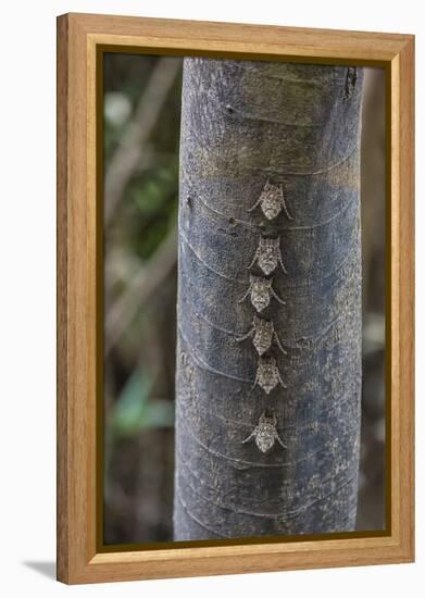 Adult proboscis bats (Rhynchonycteris naso) on tree in Yanallpa Ca�o, Ucayali River, Loreto, Peru-Michael Nolan-Framed Premier Image Canvas