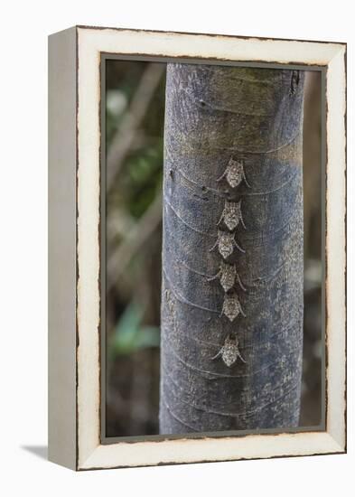 Adult proboscis bats (Rhynchonycteris naso) on tree in Yanallpa Ca�o, Ucayali River, Loreto, Peru-Michael Nolan-Framed Premier Image Canvas